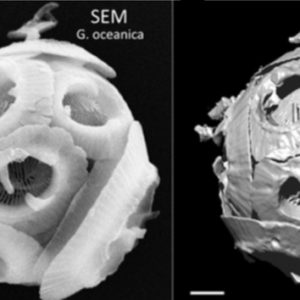 The smallest skeletons in the marine world observed in 3D by synchrotron techniques