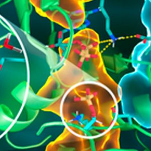 Neutrons paint atomic portrait of prototypical cell signaling enzyme—protein kinase A