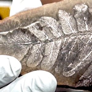 New technique unveils the 3D composition of entire organic fossils