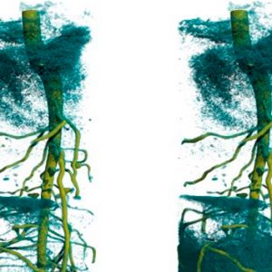 Record-fast neutron tomography tracks water pathways into plants